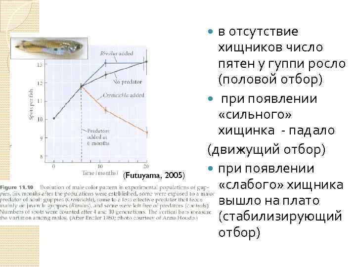 в отсутствие хищников число пятен у гуппи росло (половой отбор) при появлении «сильного» хищинка