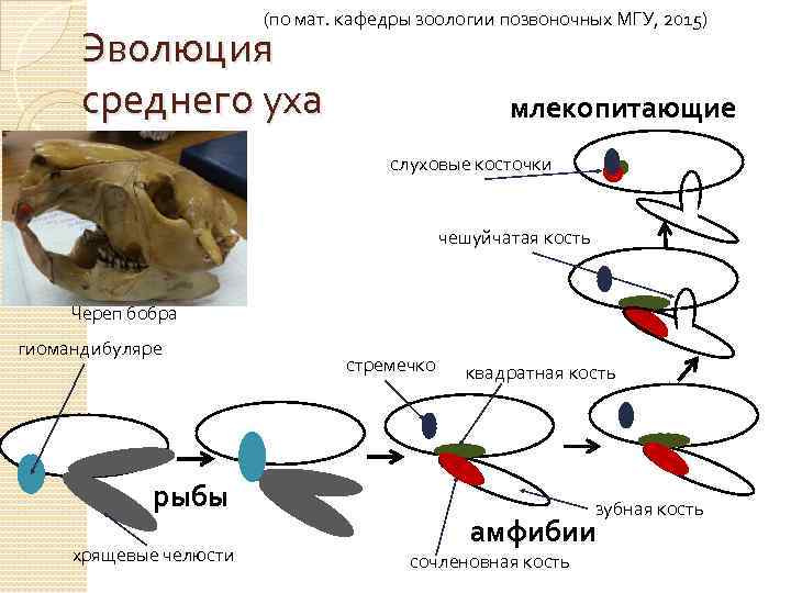 (по мат. кафедры зоологии позвоночных МГУ, 2015) Эволюция среднего уха млекопитающие слуховые косточки чешуйчатая
