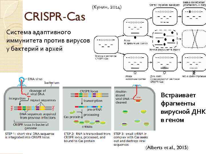 CRISPR-Cas (Кунин, 2014) Система адаптивного иммунитета против вирусов у бактерий и архей Встраивает фрагменты