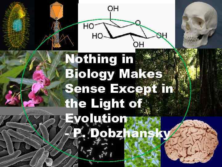 Nothing in Biology Makes Sense Except in the Light of Evolution - P. Dobzhansky