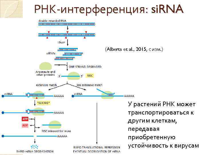РНК-интерференция: si. RNA (Alberts et al. , 2015, с изм. ) У растений РНК