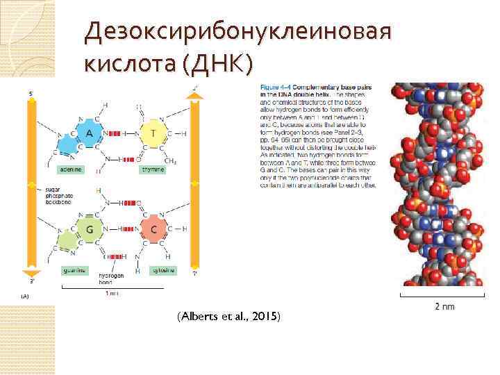 Дезоксирибонуклеиновая кислота (ДНК) (Alberts et al. , 2015) 