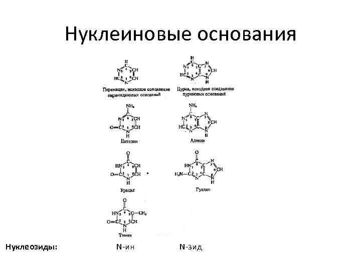 Нуклеиновые основания Нуклеозиды: N-ин N-зид 