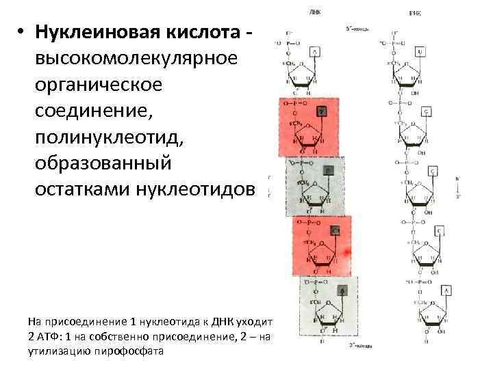  • Нуклеиновая кислота высокомолекулярное органическое соединение, полинуклеотид, образованный остатками нуклеотидов На присоединение 1