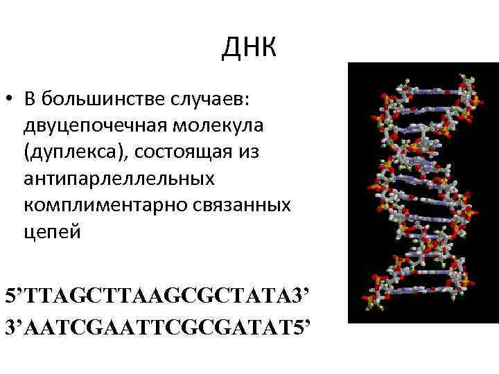 ДНК • В большинстве случаев: двуцепочечная молекула (дуплекса), состоящая из антипарлеллельных комплиментарно связанных цепей
