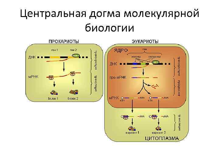 Центральная догма молекулярной биологии 