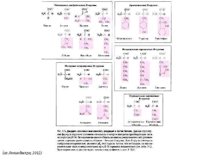 (из Ленинджера, 2012) 
