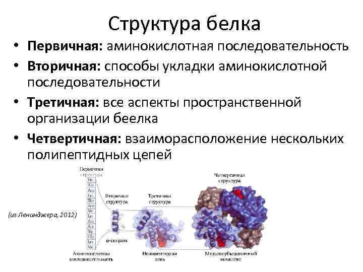 Структура белка • Первичная: аминокислотная последовательность • Вторичная: способы укладки аминокислотной последовательности • Третичная: