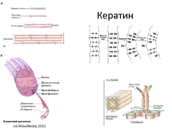 Кератин (из Ленинджера, 2012) 