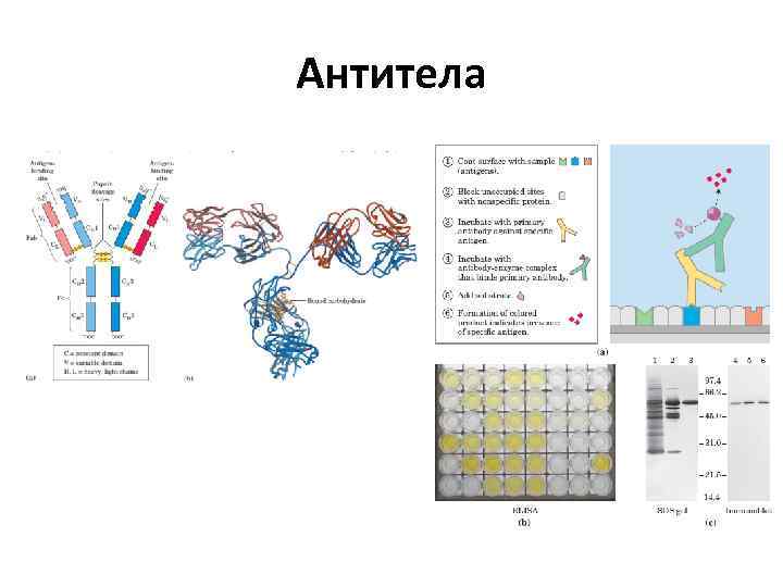 Антитела 