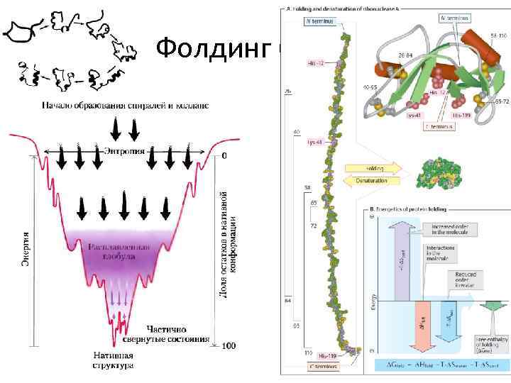 Фолдинг белка 