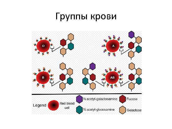 Группы крови 