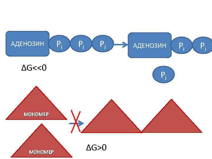 АДЕНОЗИН Pi Pi Pi ΔG<<0 Pi МОНОМЕР АДЕНОЗИН ΔG>0 Pi Pi 