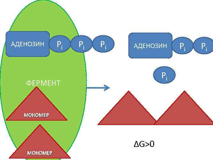 АДЕНОЗИН Pi Pi Pi АДЕНОЗИН Pi ФЕРМЕНТ МОНОМЕР ΔG>0 МОНОМЕР Pi Pi 