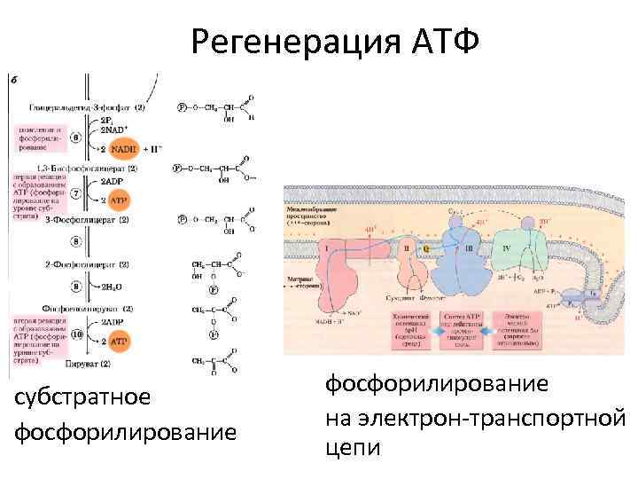 Регенерация АТФ субстратное фосфорилирование на электрон-транспортной цепи 