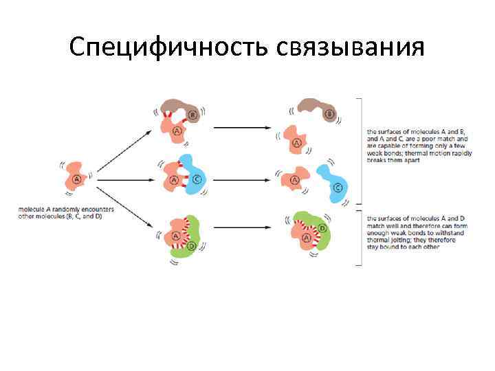 Специфичность связывания 