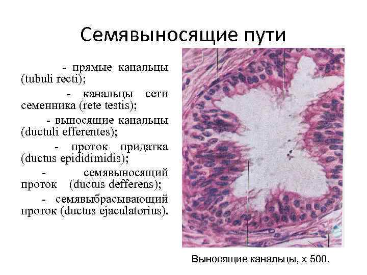 Семявыбрасывающие протоки открываются