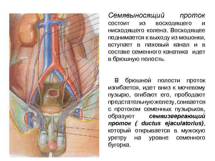 Cемявыносящий проток состоит из восходящего и нисходящего колена. Восходящее поднимается к выходу из мошонки,