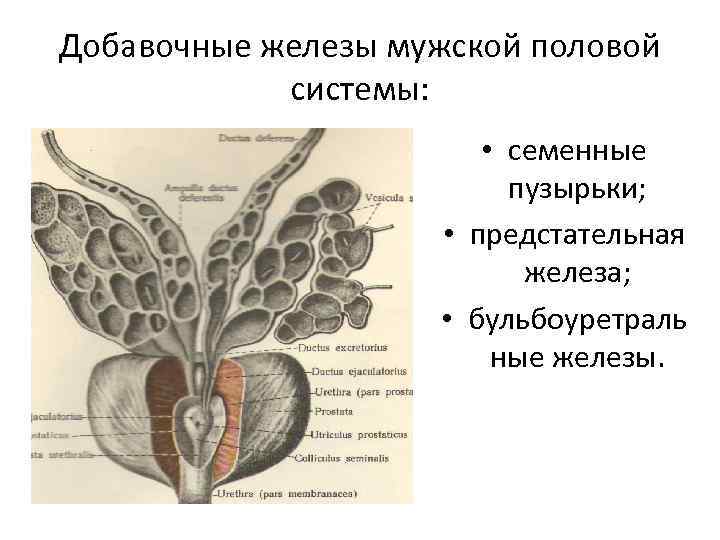 Уроки половой орган. Семенные пузырьки и бульбоуретральные железы. Функции предстательной железы анатомия. Анатомия простаты и семенных пузырьков. Семенные пузырьки анатомия строение.