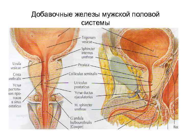 Добавочные железы мужской половой системы 