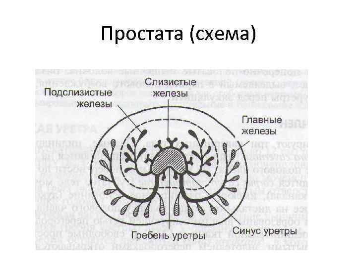 Простата (схема) 