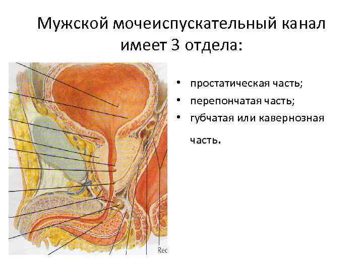 Мужской мочеиспускательный канал имеет 3 отдела: • простатическая часть; • перепончатая часть; • губчатая