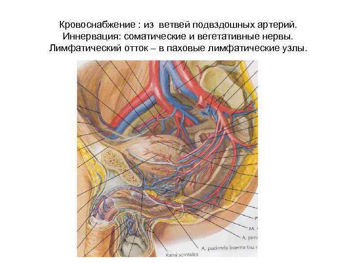 Кровоснабжение : из ветвей подвздошных артерий. Иннервация: соматические и вегетативные нервы. Лимфатический отток –