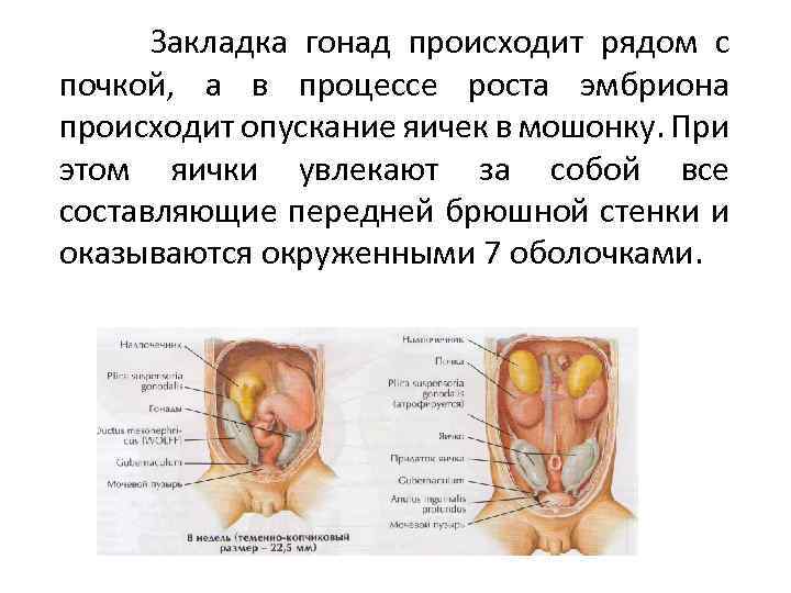 Закладка гонад происходит рядом с почкой, а в процессе роста эмбриона происходит опускание яичек