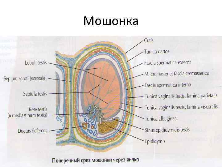 Мошонка 