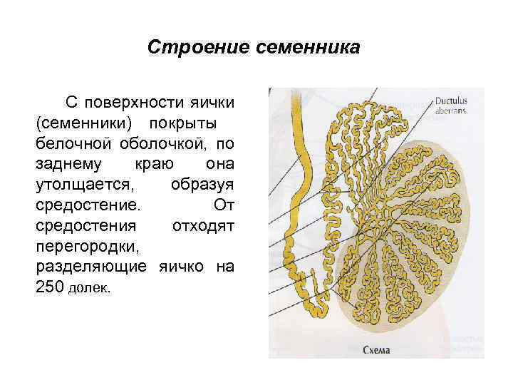 Семенники это