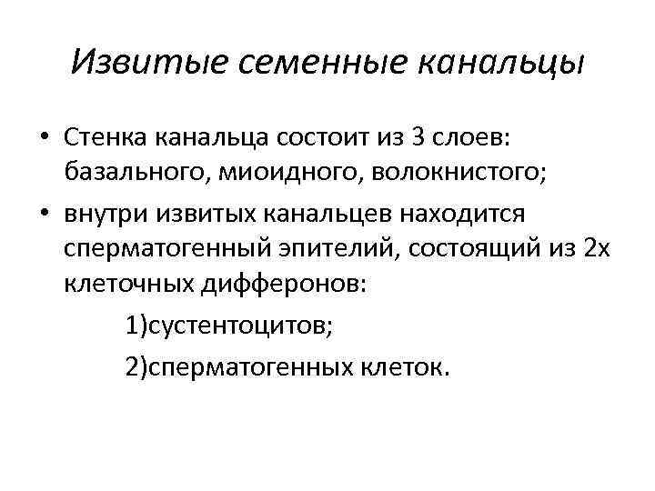 Извитые семенные канальцы • Стенка канальца состоит из 3 слоев: базального, миоидного, волокнистого; •