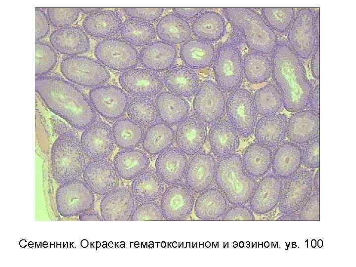 Семенник. Окраска гематоксилином и эозином, ув. 100 