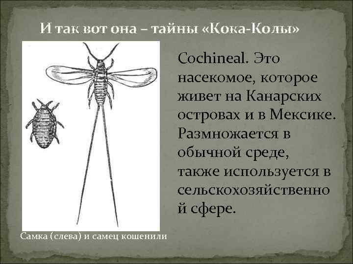 И так вот она – тайны «Кока-Колы» Cochineal. Это насекомое, которое живет на Канарских
