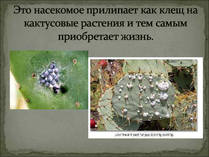 Это насекомое прилипает как клещ на кактусовые растения и тем самым приобретает жизнь. 
