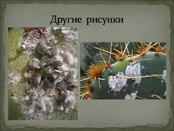 Другие рисунки 