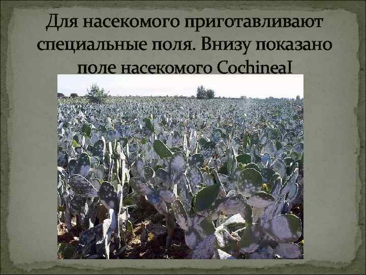 Для насекомого приготавливают специальные поля. Внизу показано поле насекомого Cochinea. I 