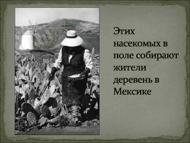 Этих насекомых в поле собирают жители деревень в Мексике 