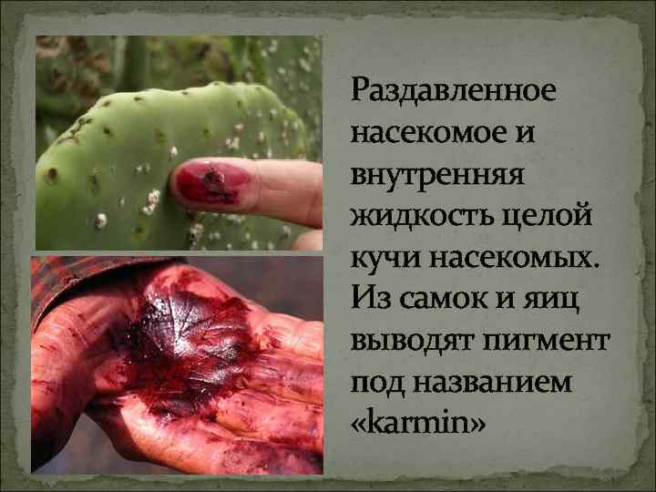 Раздавленное насекомое и внутренняя жидкость целой кучи насекомых. Из самок и яиц выводят пигмент