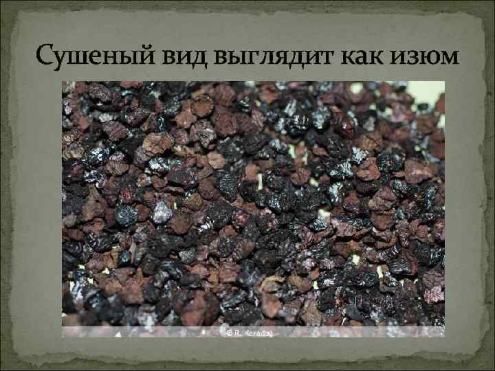 Сушеный вид выглядит как изюм 