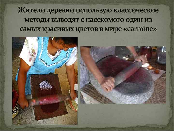 Жители деревни использую классические методы выводят с насекомого один из самых красивых цветов в