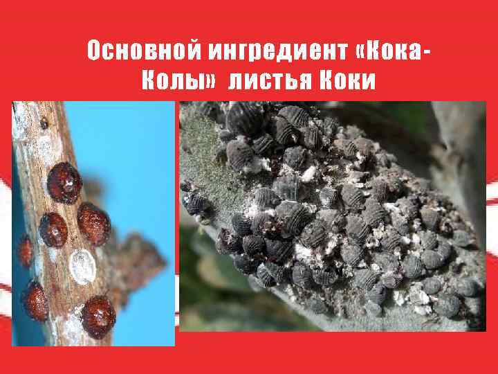 Основной ингредиент «Кока. Колы» листья Коки 