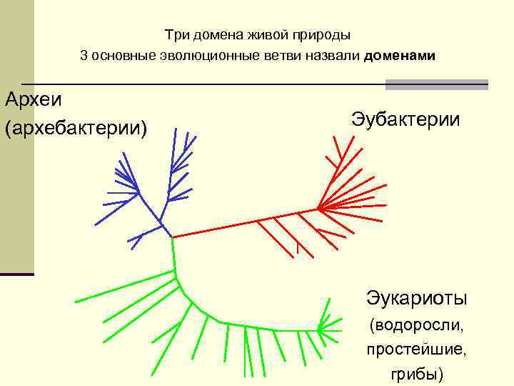 Три домена живой природы 3 основные эволюционные ветви назвали доменами Археи (архебактерии) Эубактерии Эукариоты