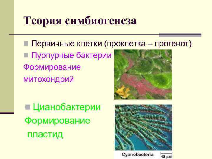 Теория симбиогенеза n Первичные клетки (проклетка – прогенот) n Пурпурные бактерии Формирование митохондрий n