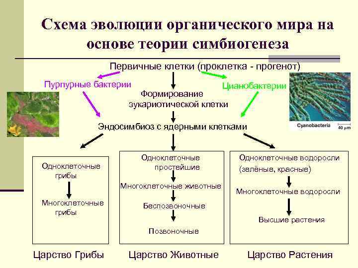 Схема развития растительного организма