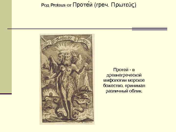 Род Proteus от Проте й (греч. Πρωτεύς) Протей - в древнегреческой мифологии морское божество,