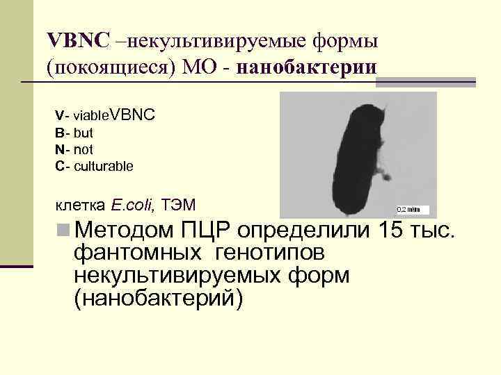 VBNC –некультивируемые формы (покоящиеся) МО - нанобактерии V- viable. VBNC B- but N- not