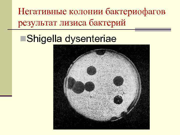 Негативные колонии бактериофагов результат лизиса бактерий n. Shigella dysenteriae 