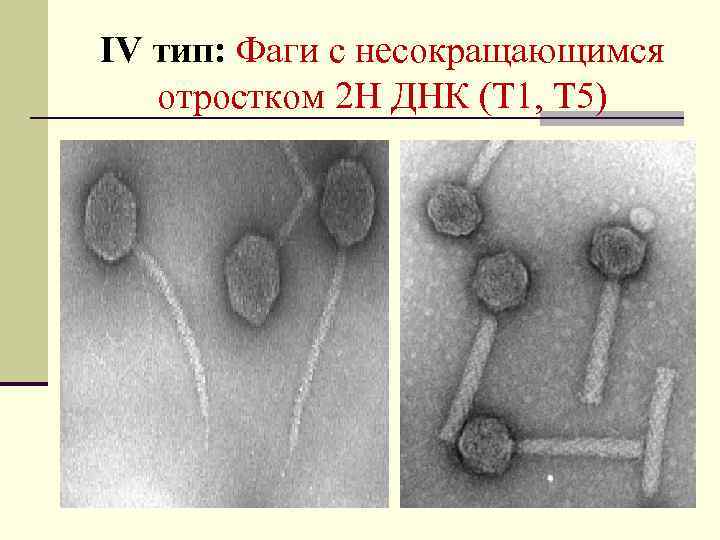 IV тип: Фаги с несокращающимся отростком 2 Н ДНК (Т 1, Т 5) 