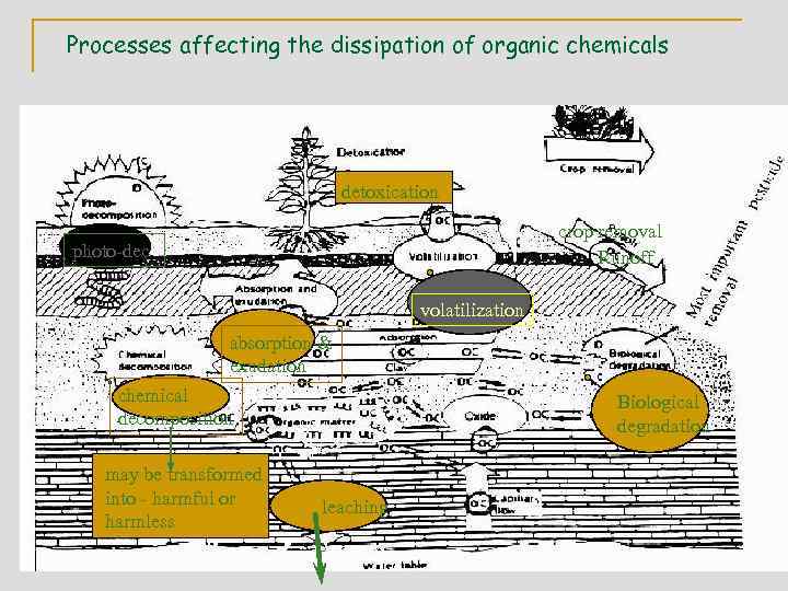 Processes affecting the dissipation of organic chemicals detoxication crop removal Runoff photo-dec. volatilization absorption