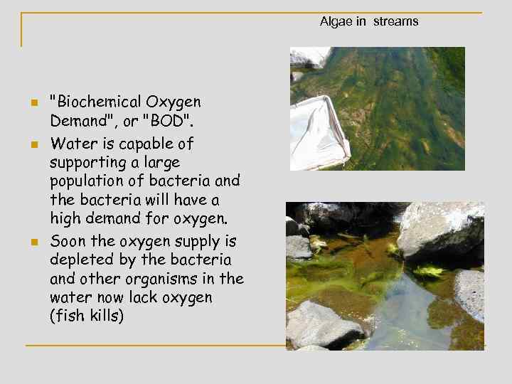 Algae in streams n n n 